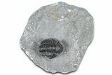 Detailed Gerastos Trilobite Fossil - Morocco #363960-2